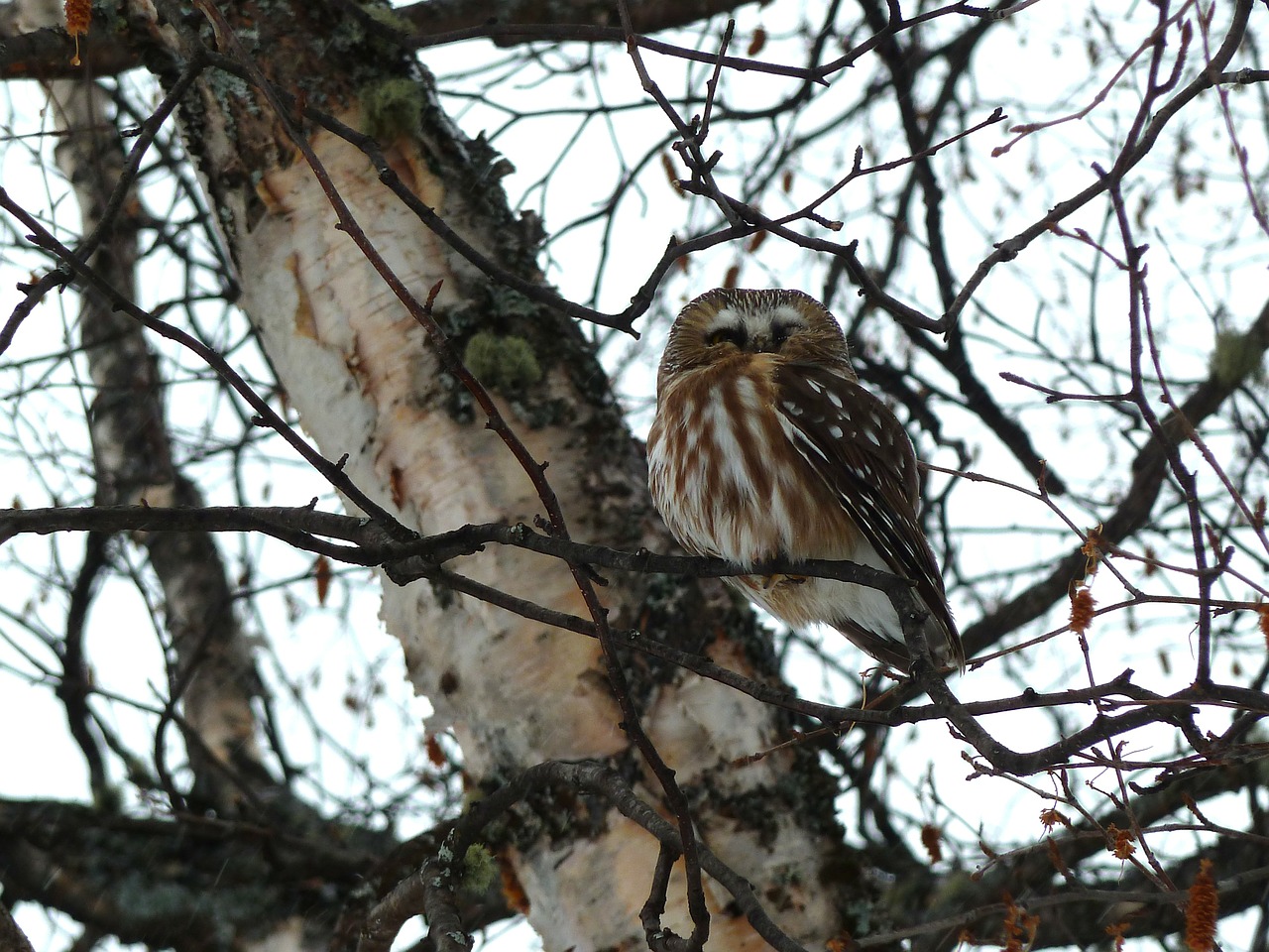 young owl bird free photo