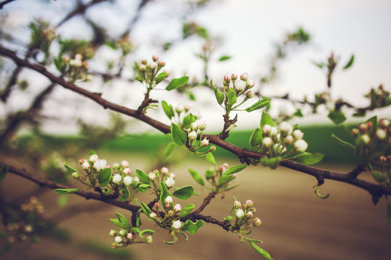 young apple tree free photo