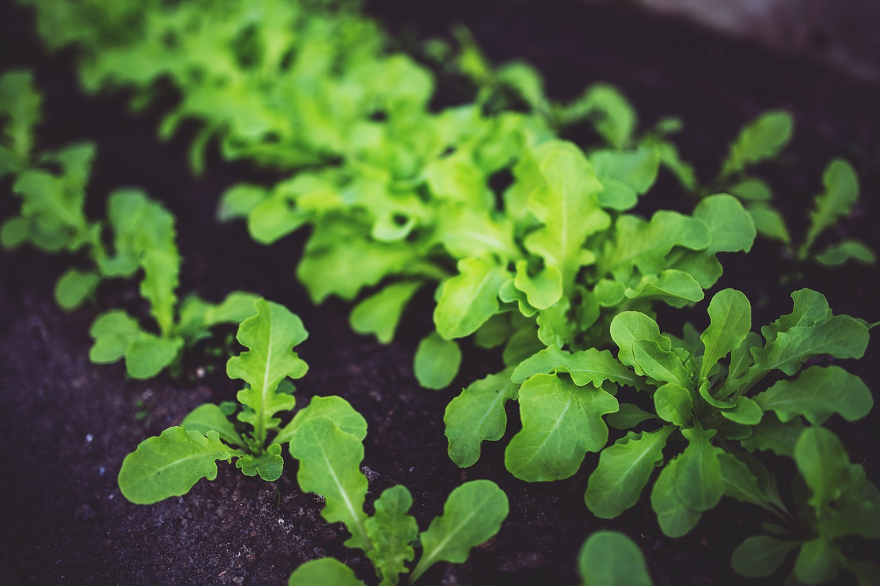 young salad green free photo