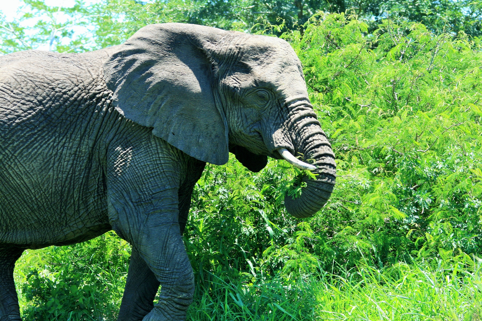 elephant african pachyderm free photo
