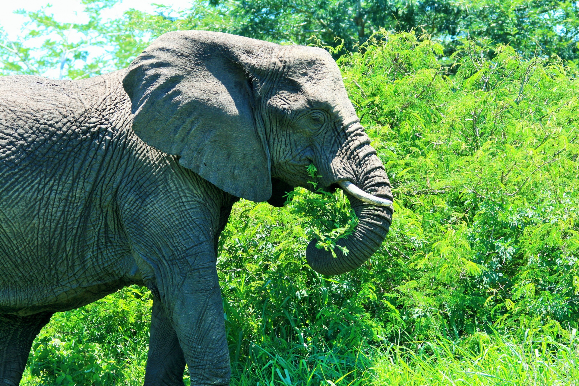 animal elephant african free photo