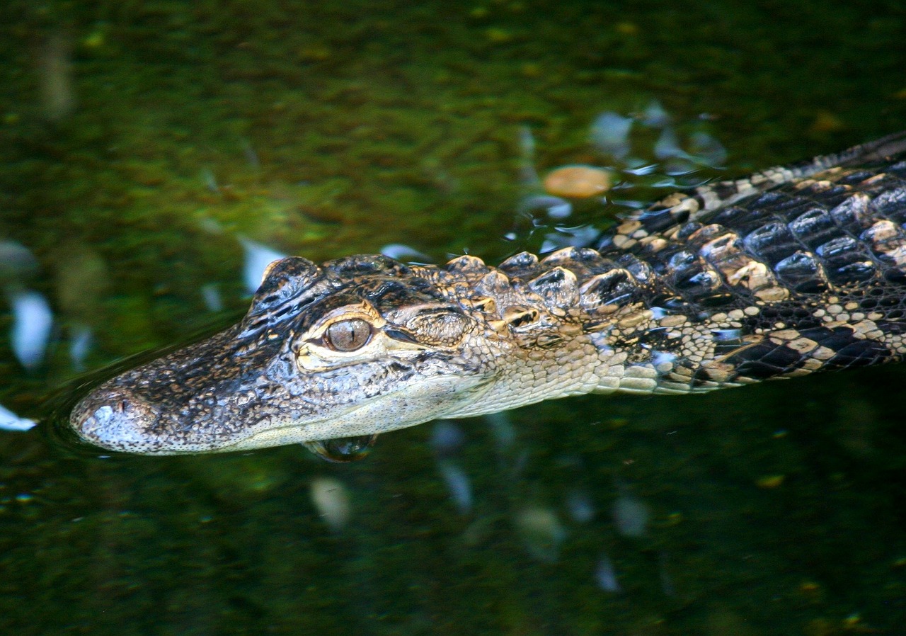 young alligator marine reptile predator free photo