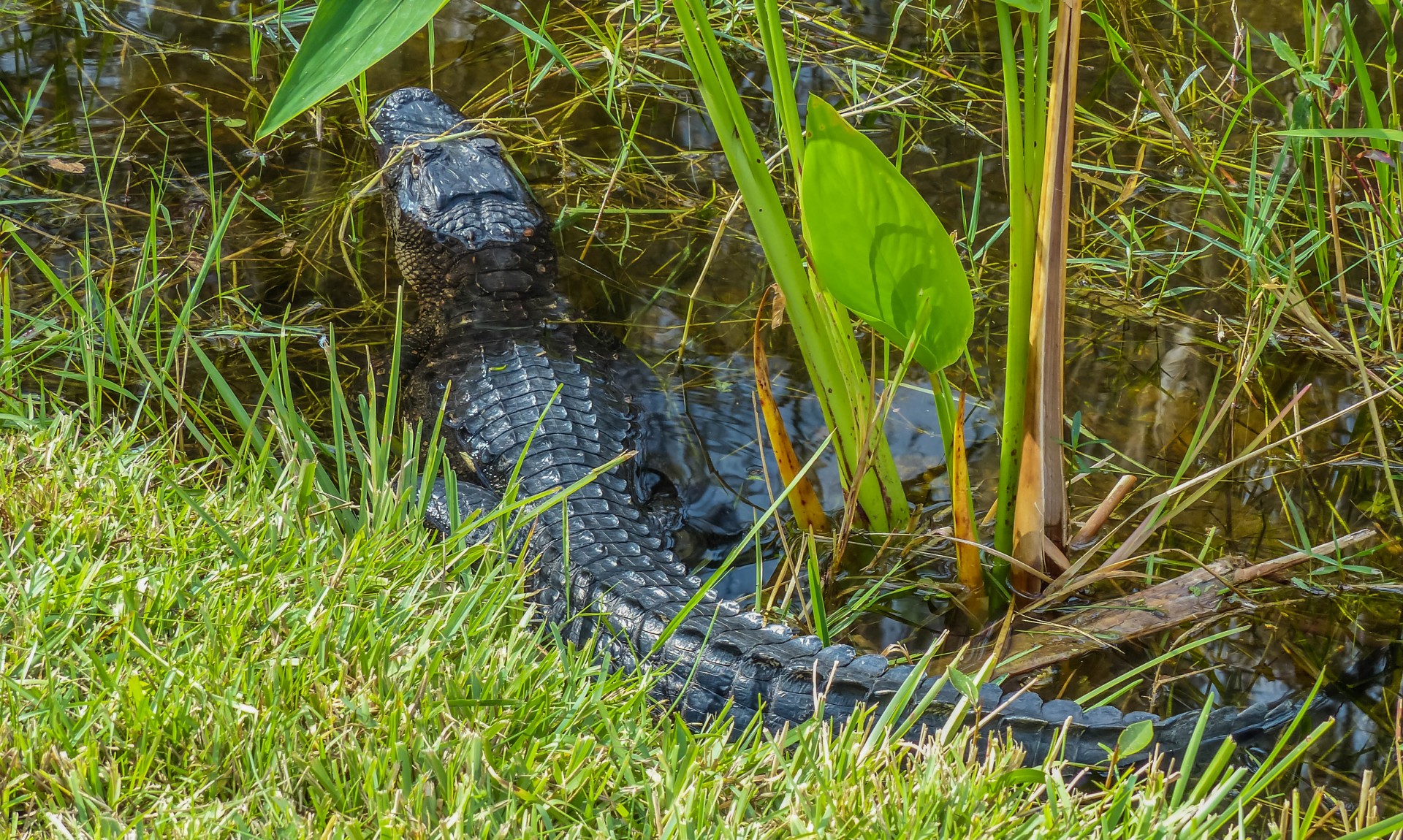 alligator crocodile gator free photo