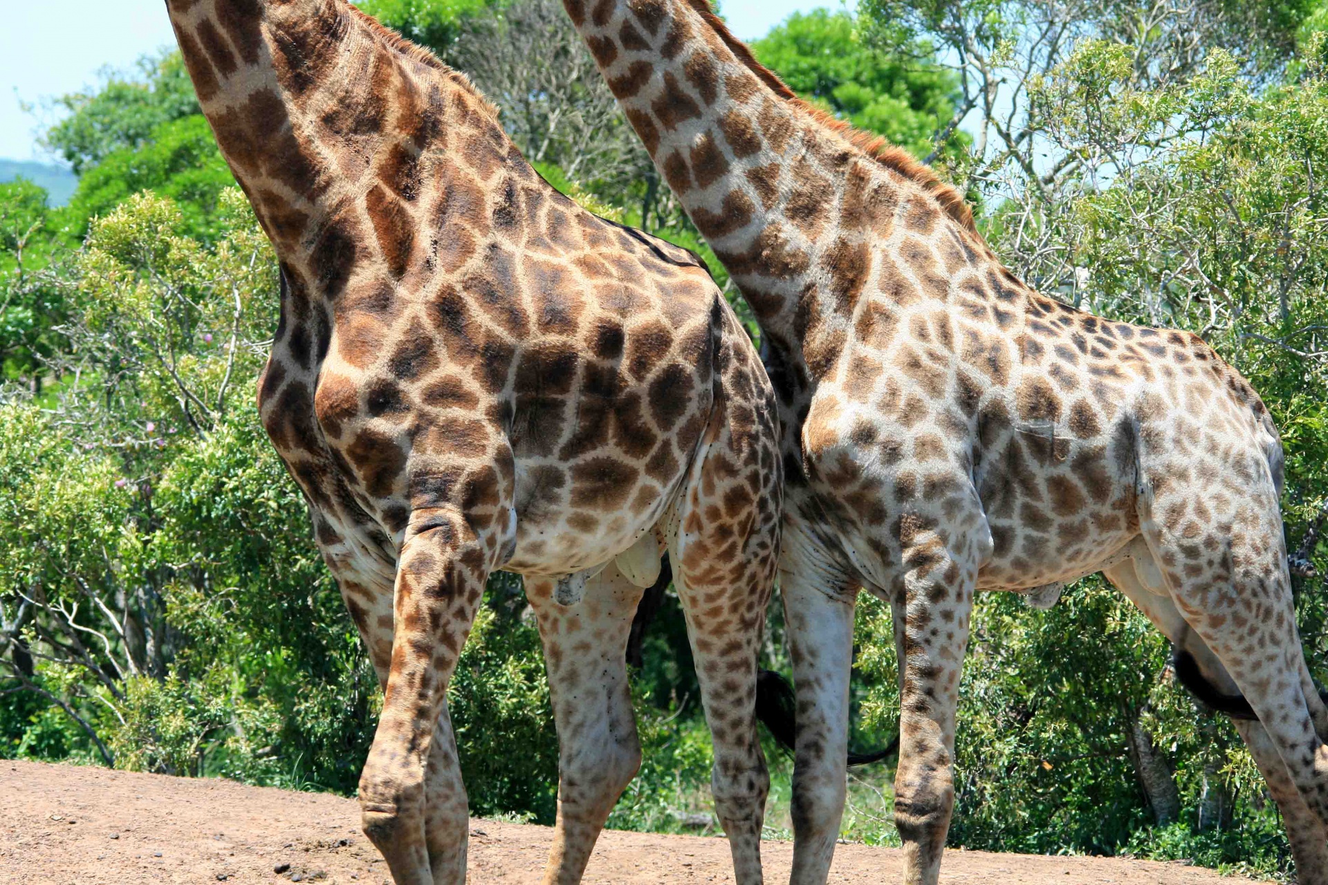 giraffe animal game free photo