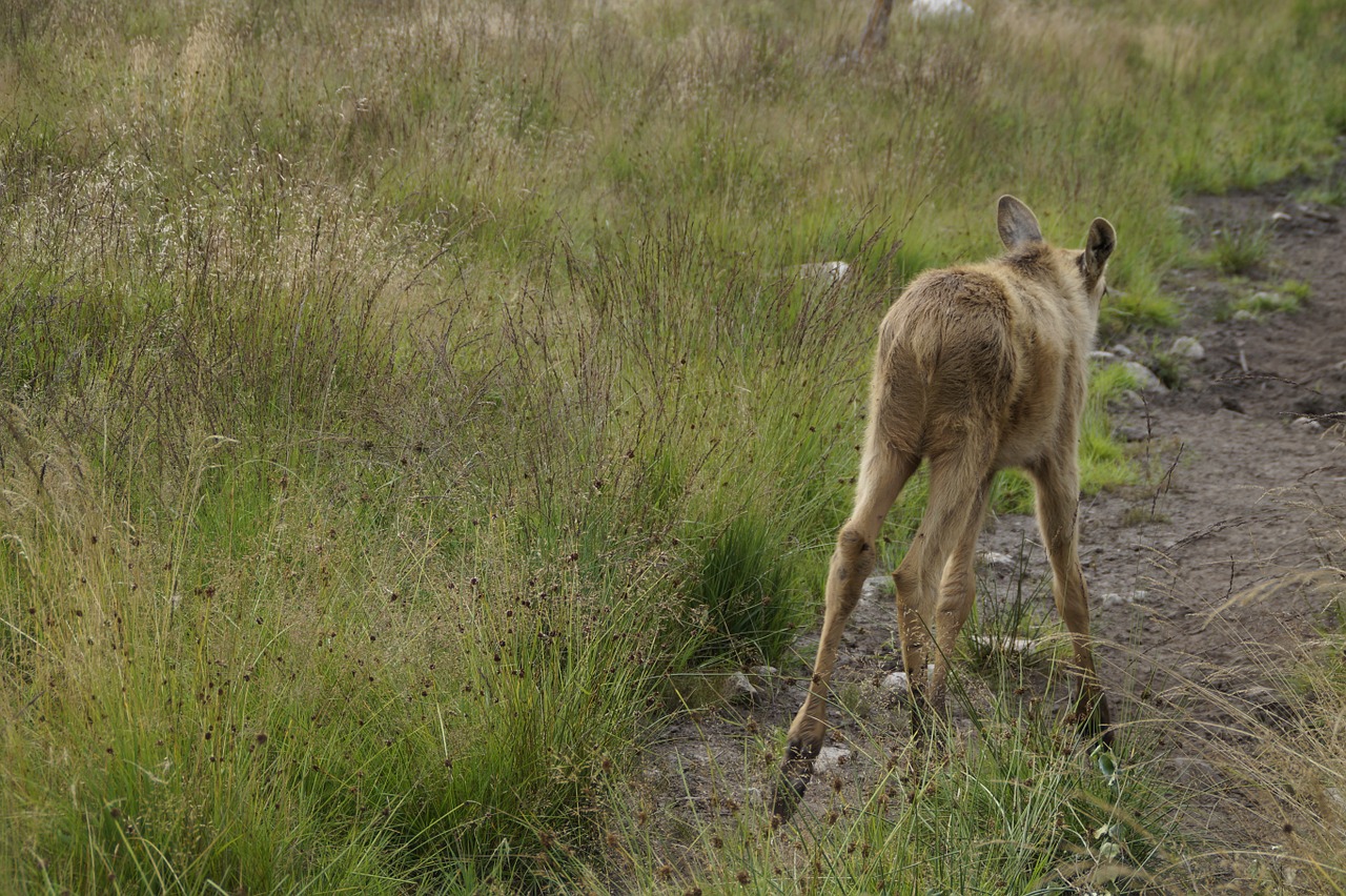 young animal moose moose child free photo