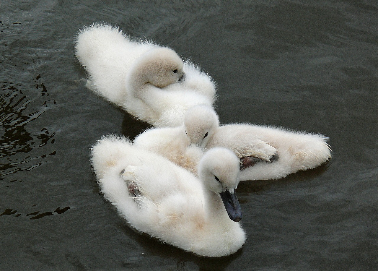 young animals swan cygnet free photo