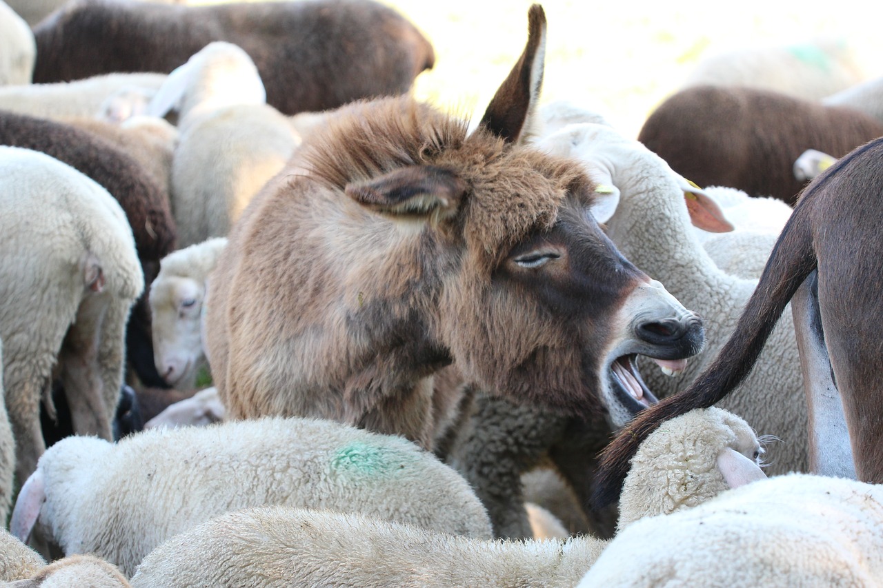 young ass sheep dog eared free photo