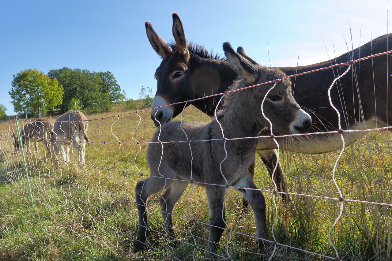 young ass  donkey family  foal free photo