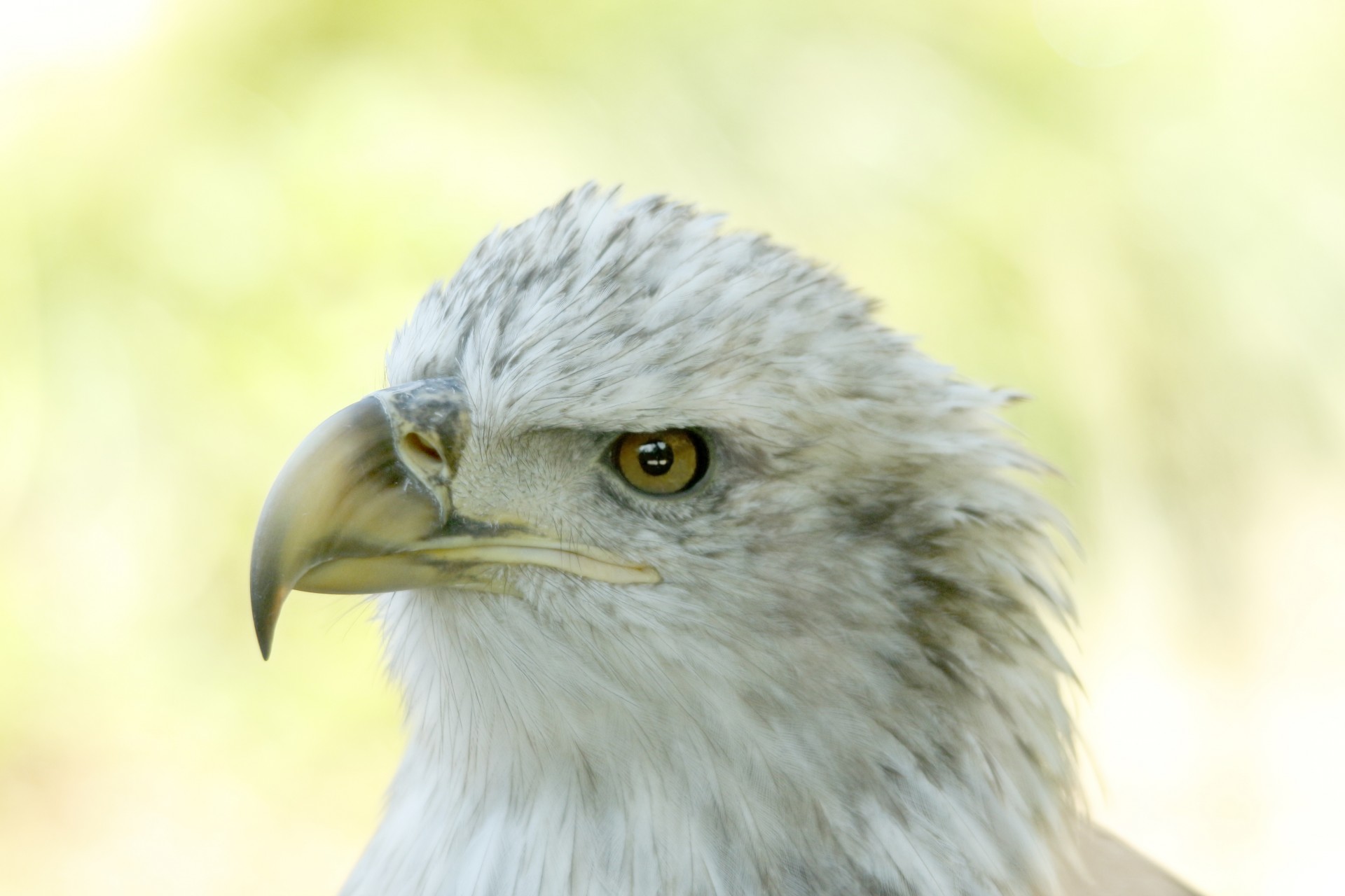 bald eagle bird eagle free photo