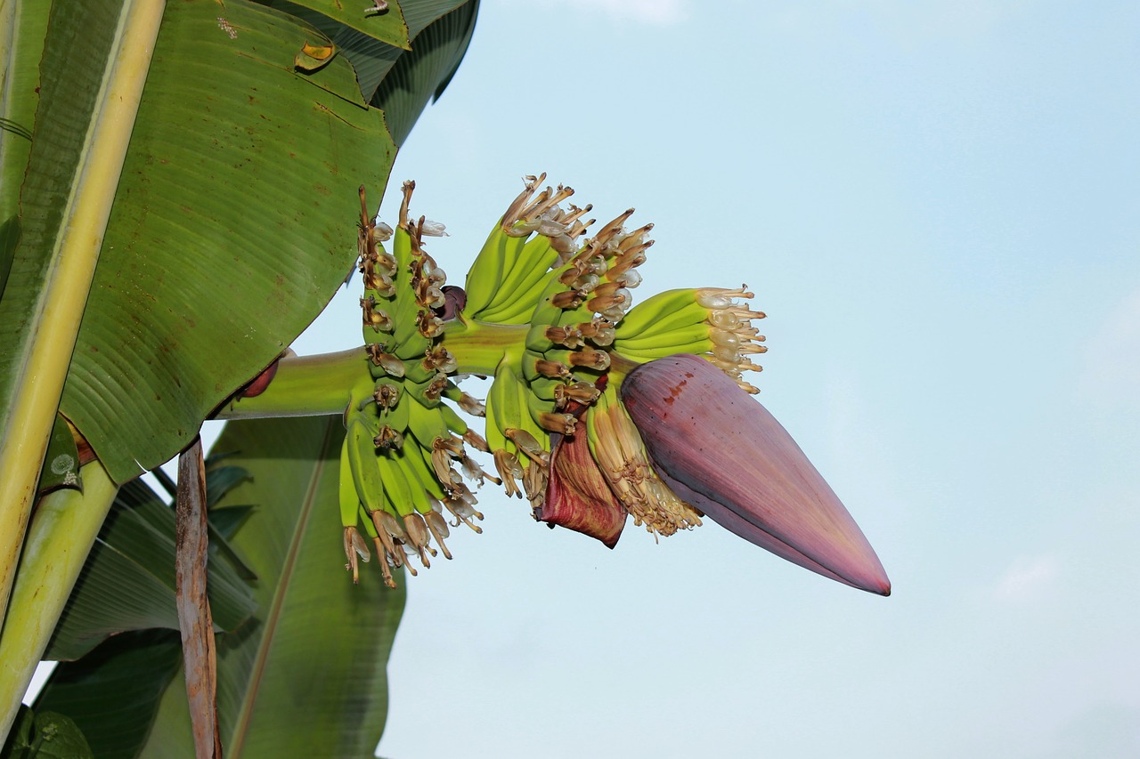 young banana banana's tree fruit free photo