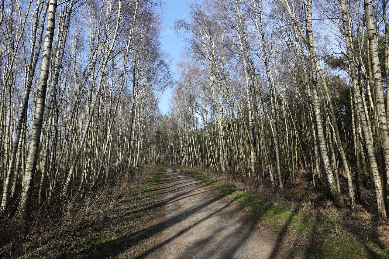 young birches  birch  spring walk free photo