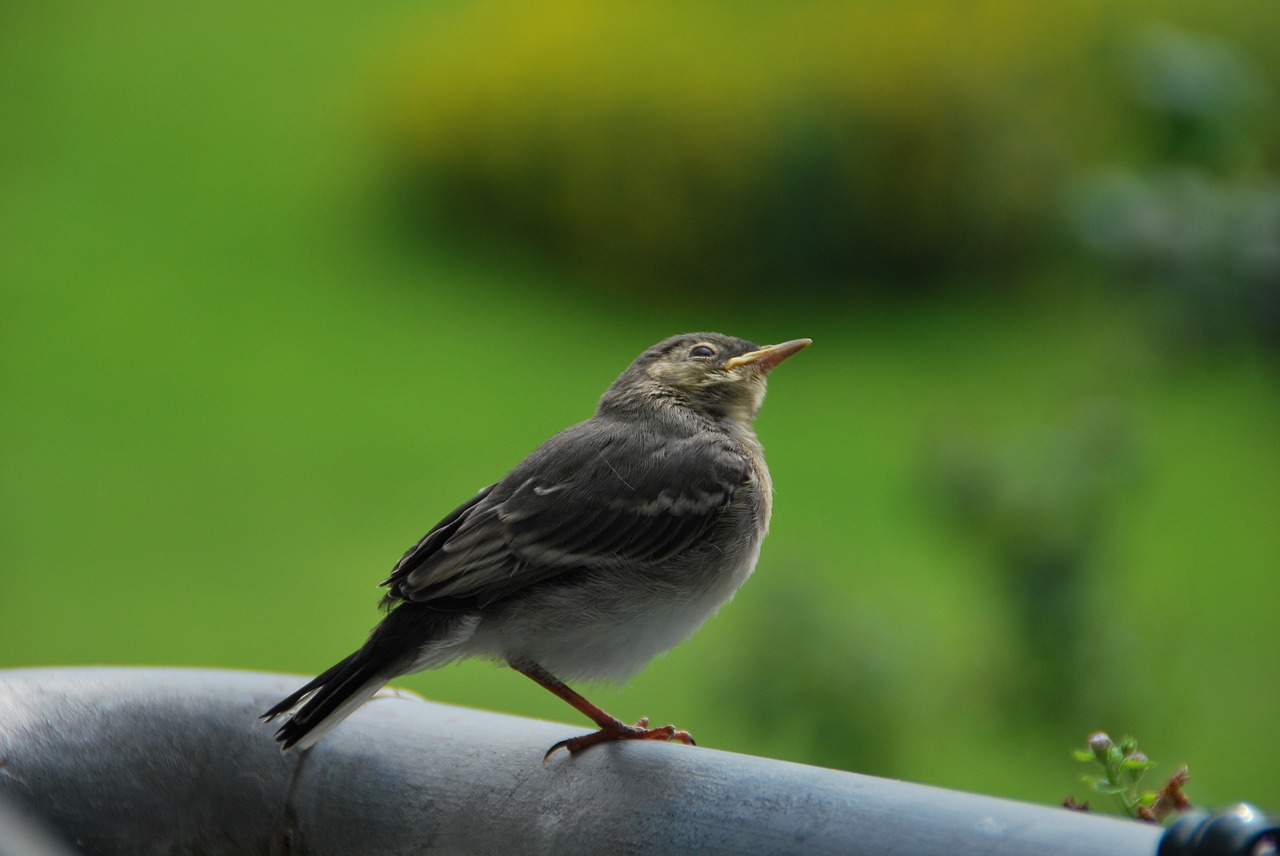 young bird white wagtail precocial free photo