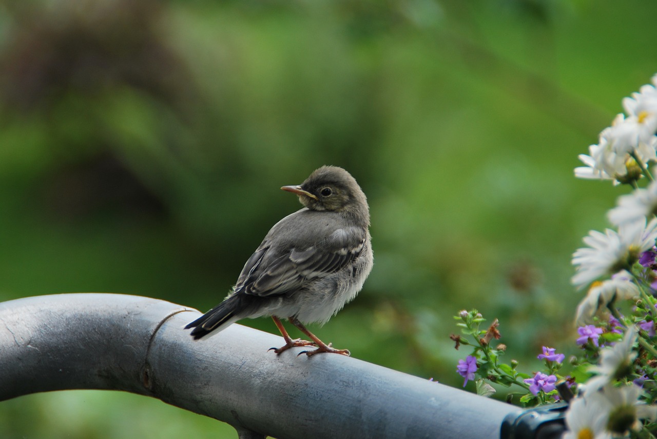 young bird white wagtail precocial free photo