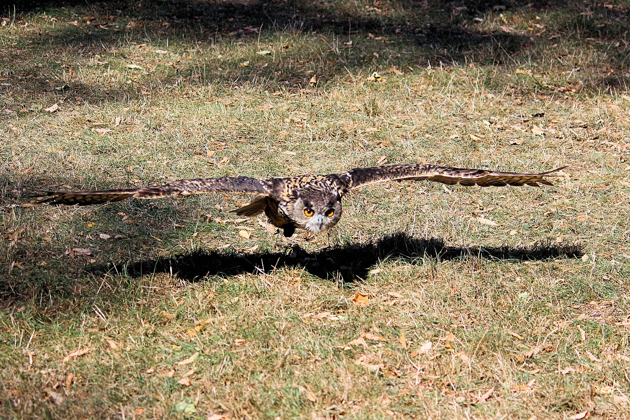 young bird  owl  eagle owl free photo