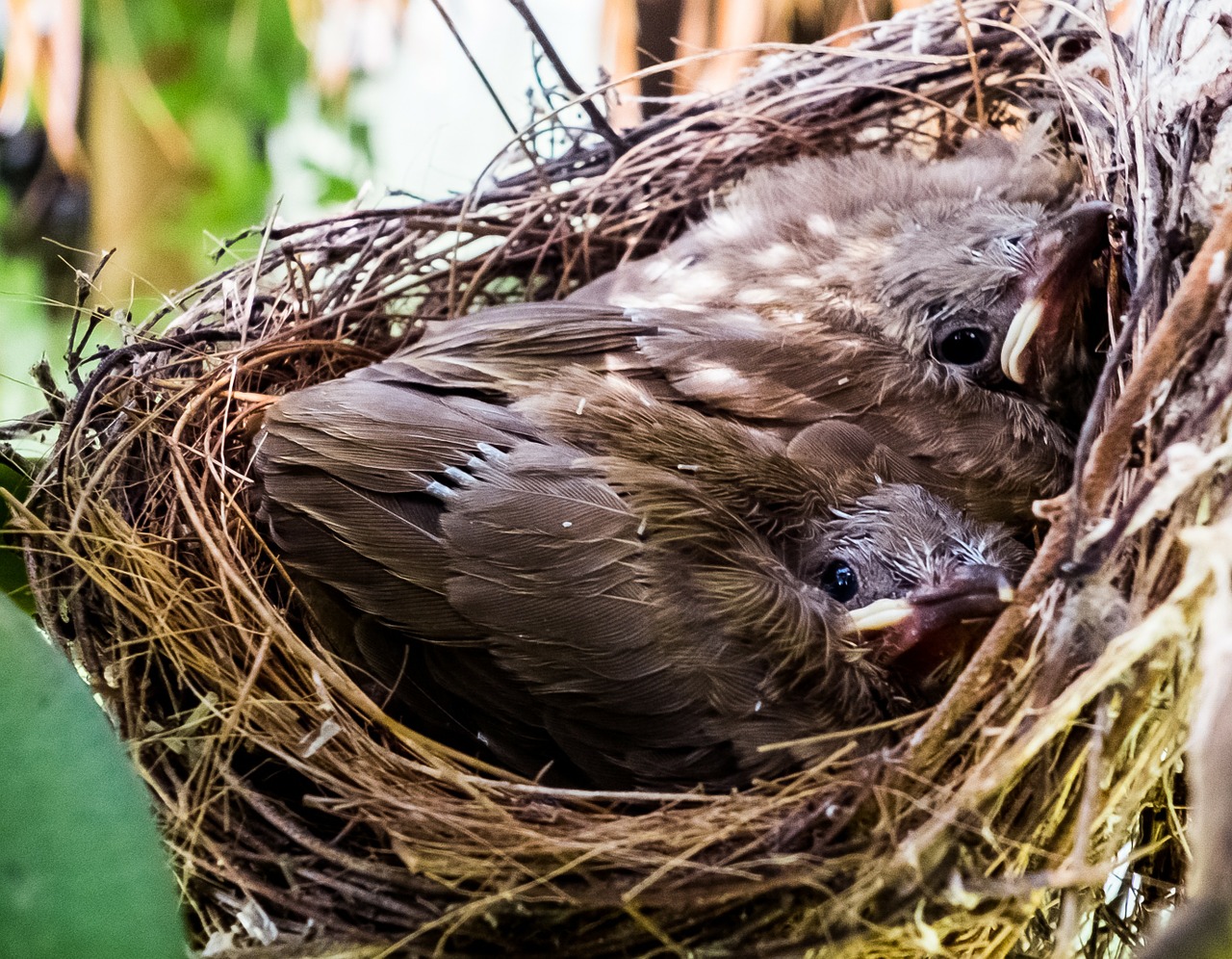 young birds birds nest free photo