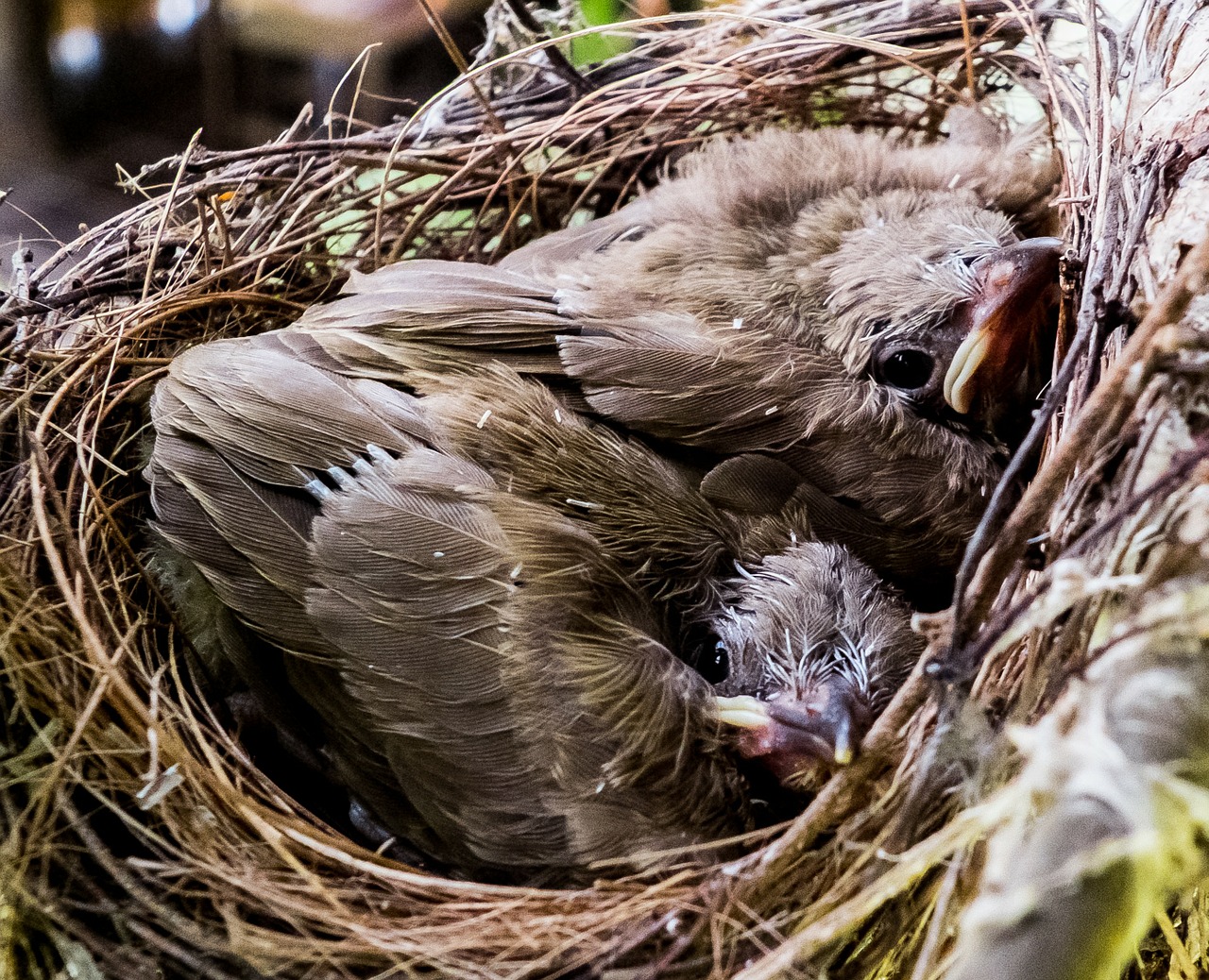 young birds birds nest free photo