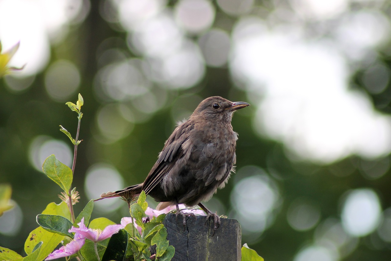 young birds have bird free photo