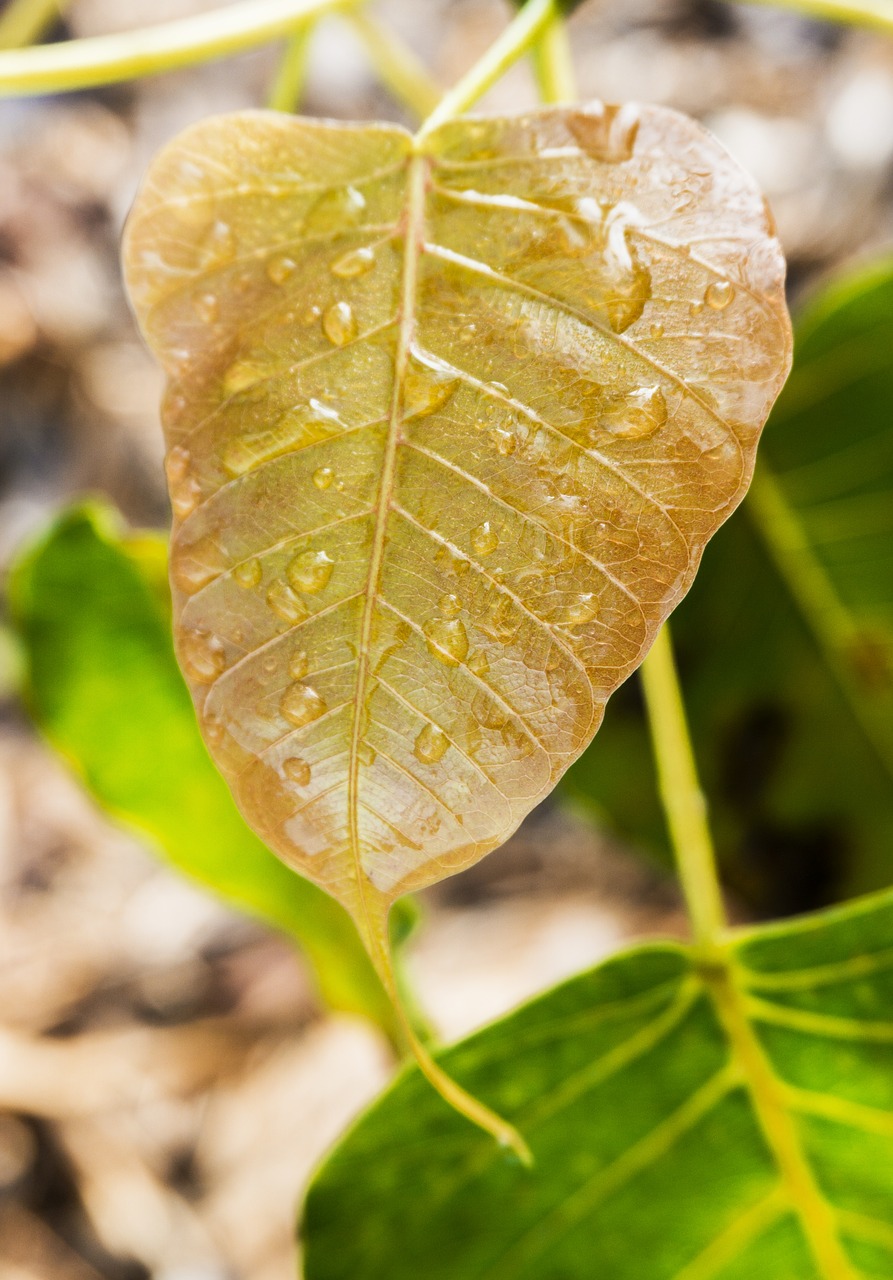 young bodhi leaf bodhi leaf dewdrop on leaf free photo