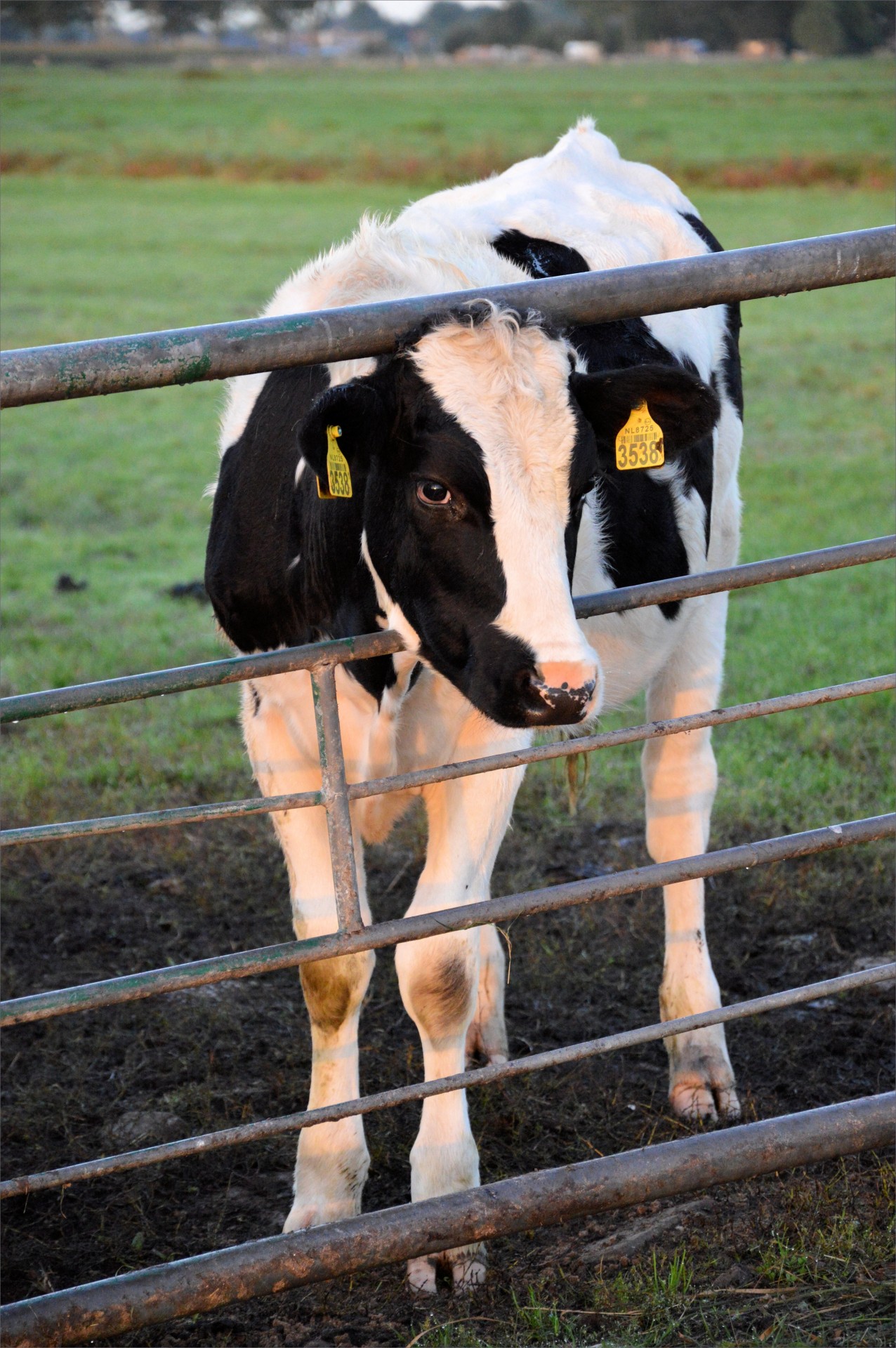 bull young farm free photo