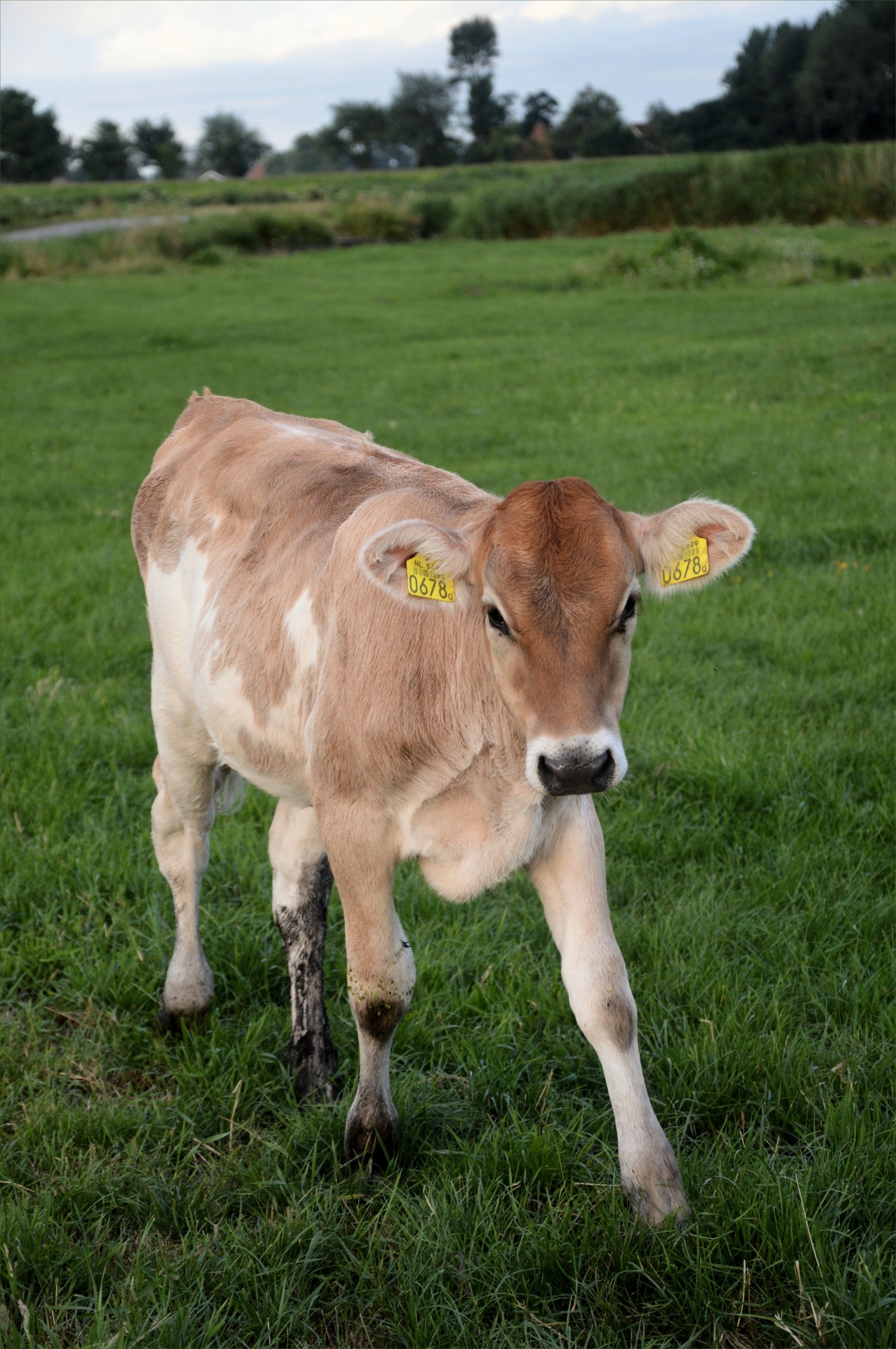 bull young farm free photo