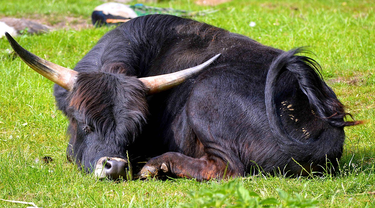 young bull bull sunlight free photo