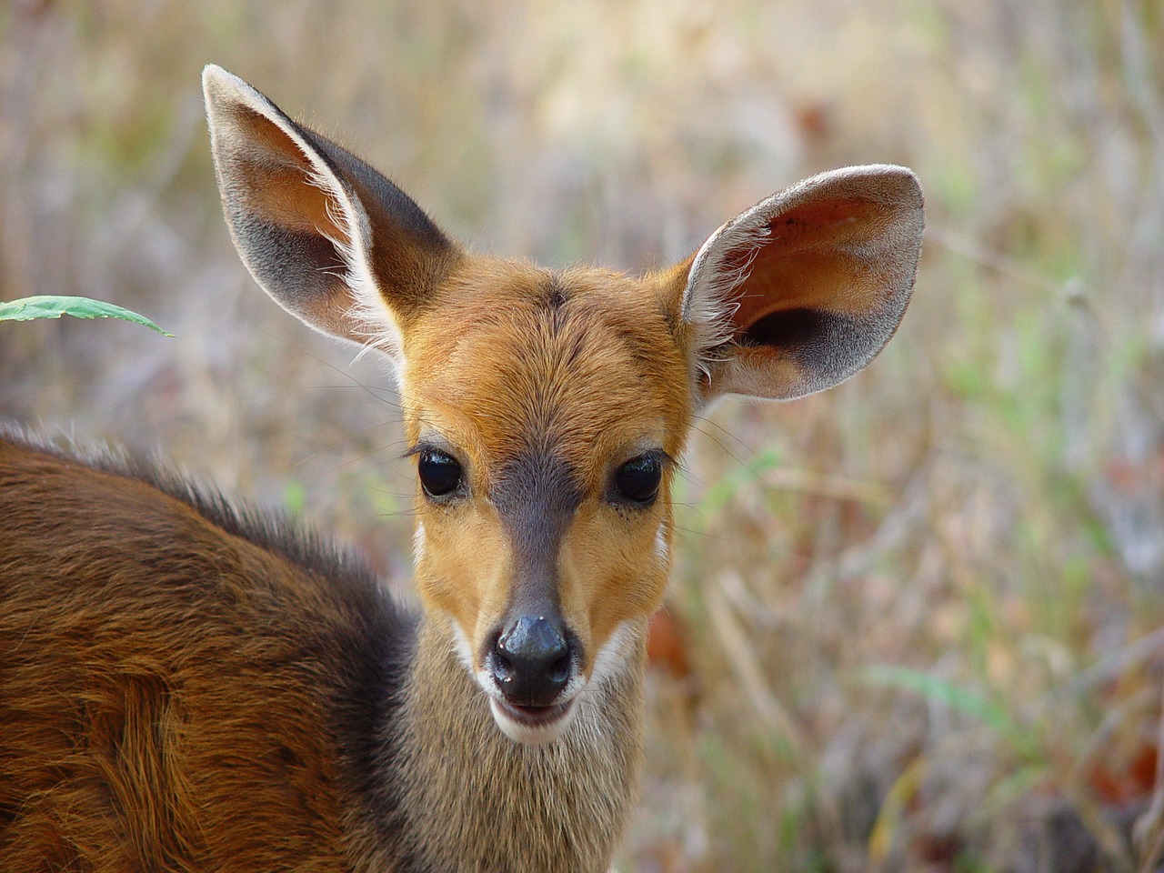 young bushbuck  bushbuck  antelope free photo