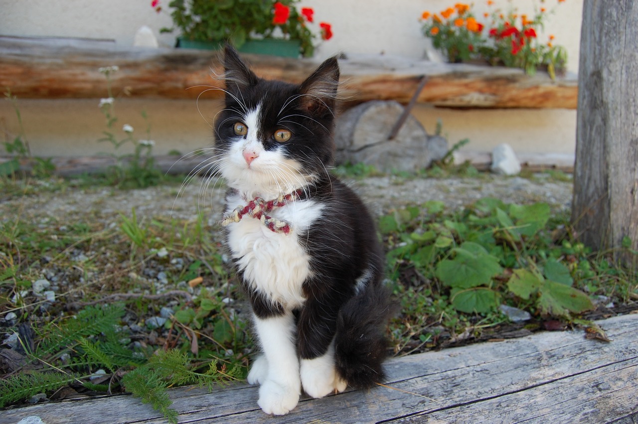 young cat flowers farm free photo