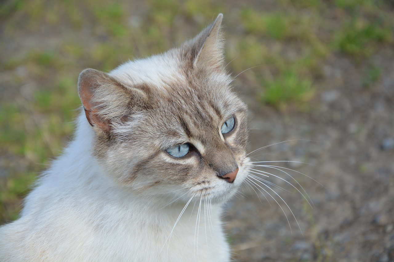 young cat  domestic animal  mammal free photo