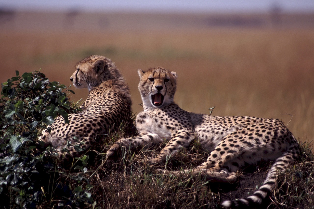 young cheetah pair resting free photo