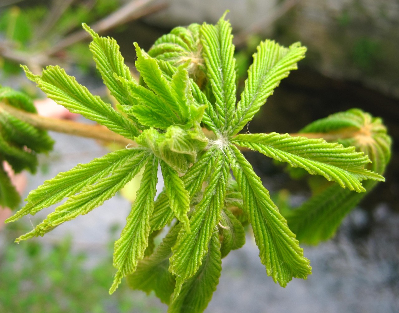 young chestnut leaves development spring awakening free photo