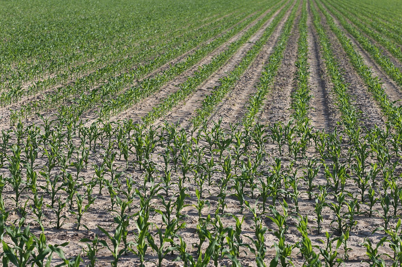 young corn plant  green  farming free photo