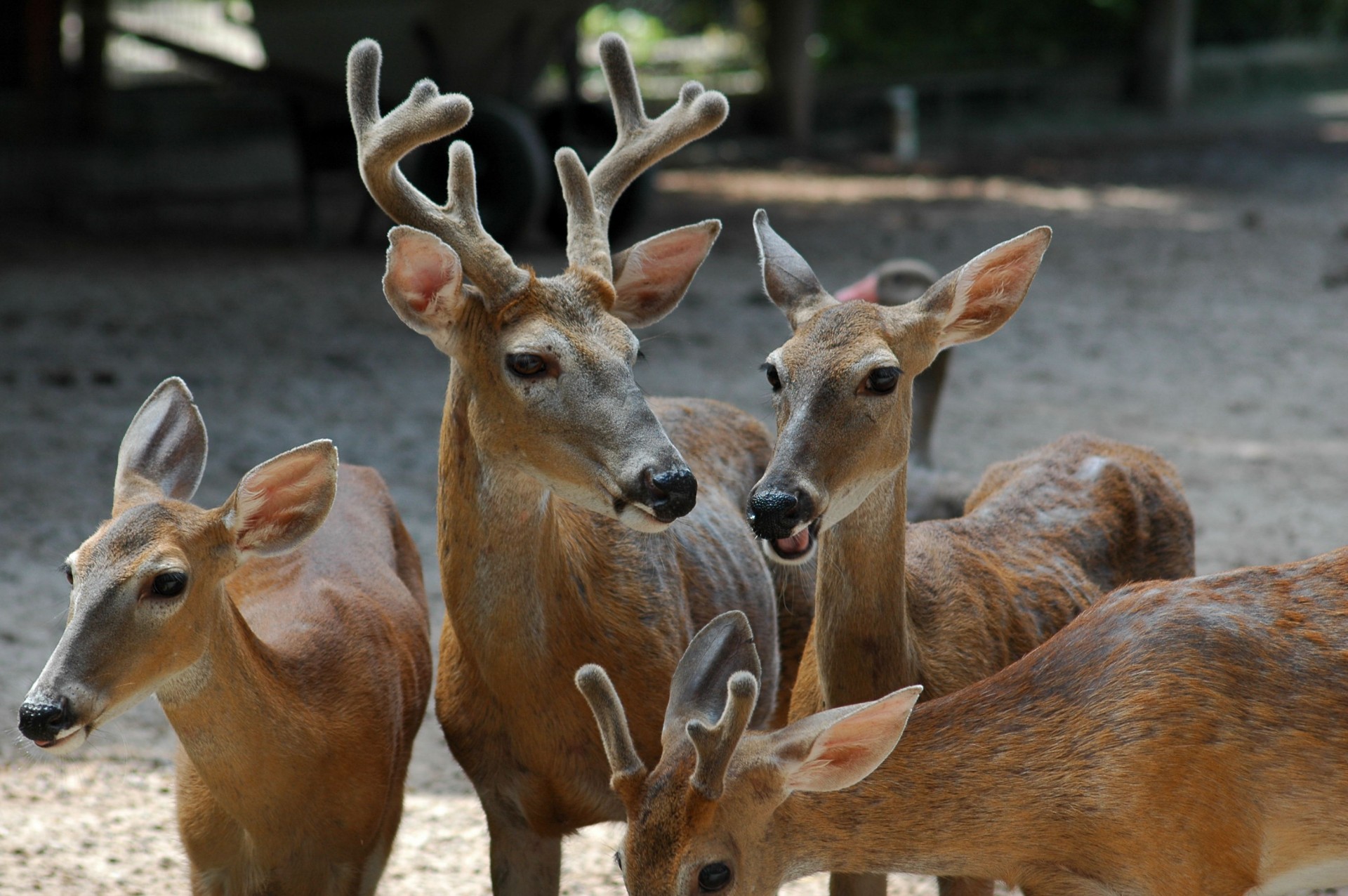 woods isolated whitetail free photo