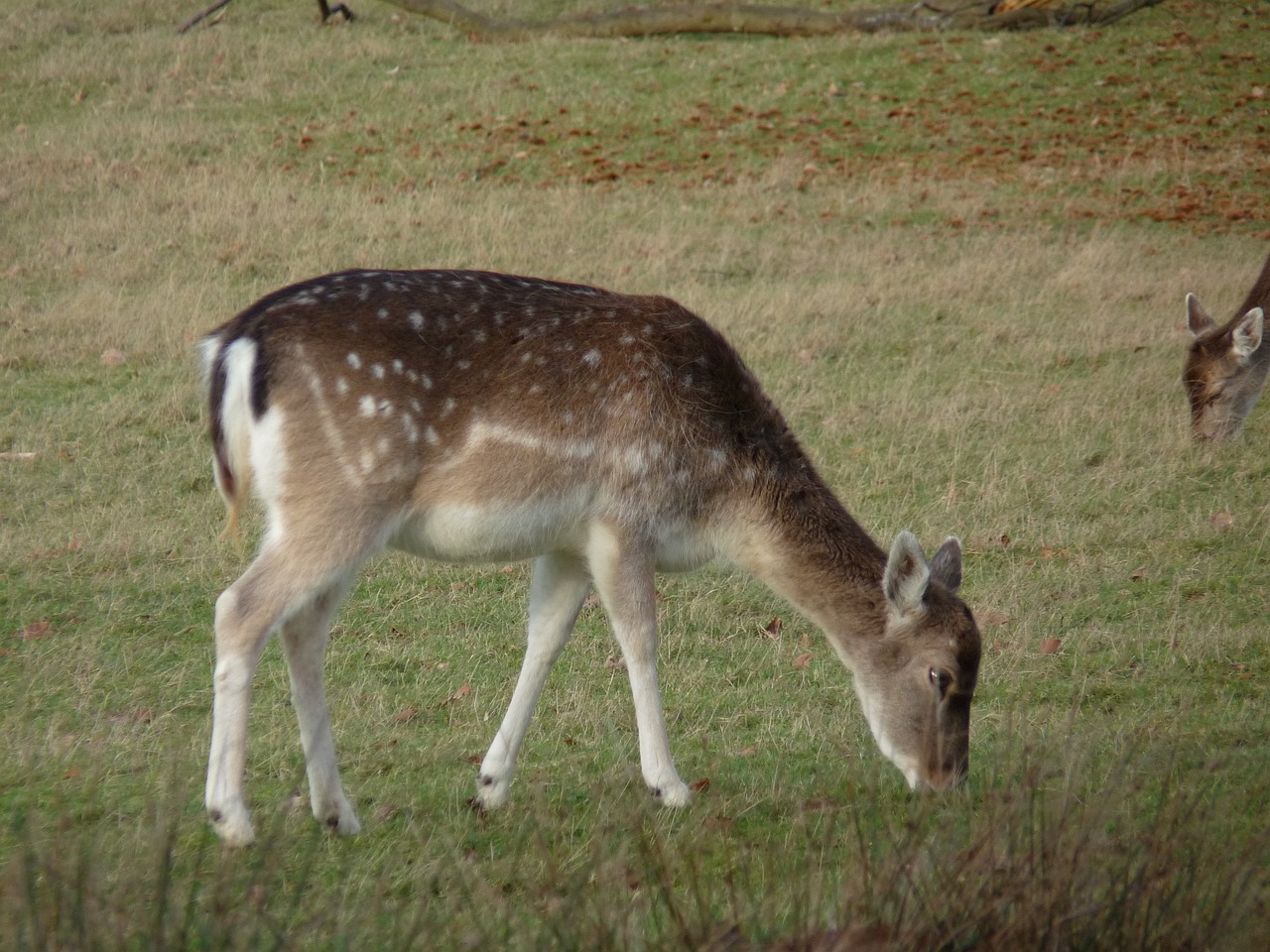 young deer grazing wildlife free photo