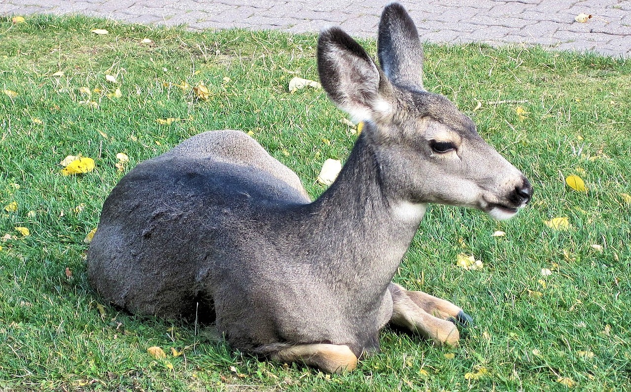 young deer alberta canada free photo