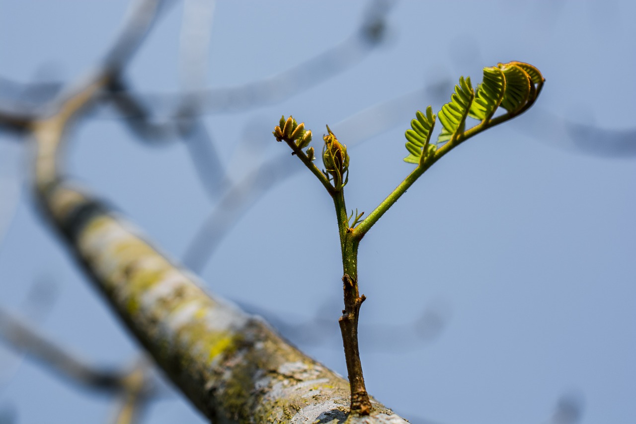 young drove branches tree free photo