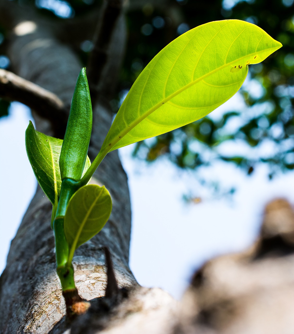 young drove branches tree free photo