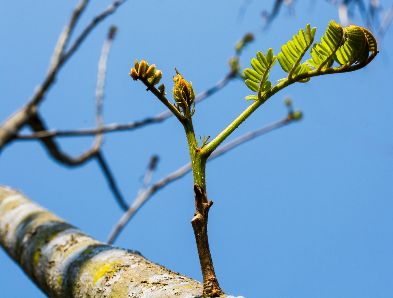 young drove branches tree free photo