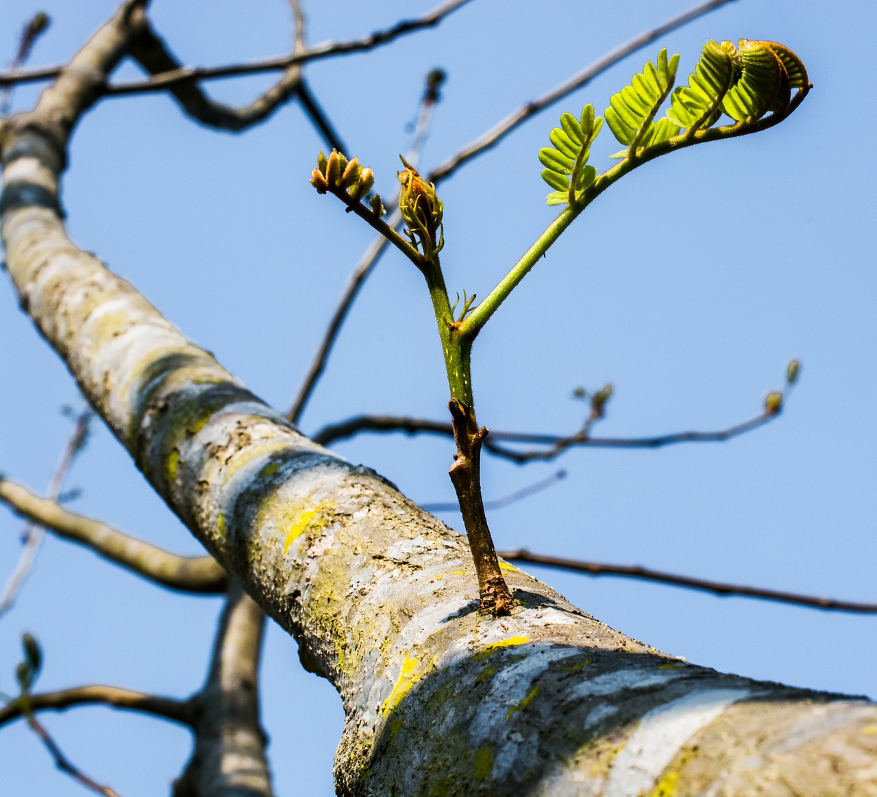 young drove branches tree free photo