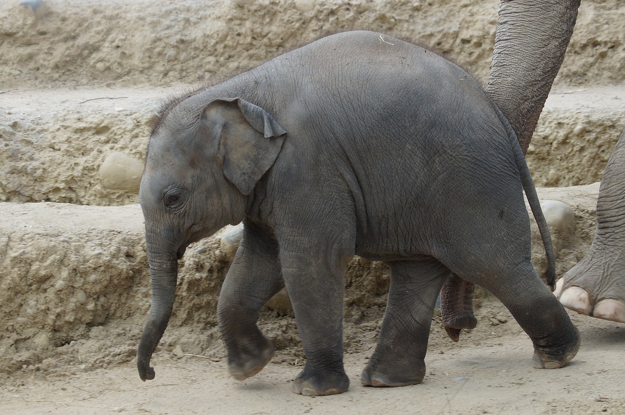young elephant baby elephant elephant's child free photo