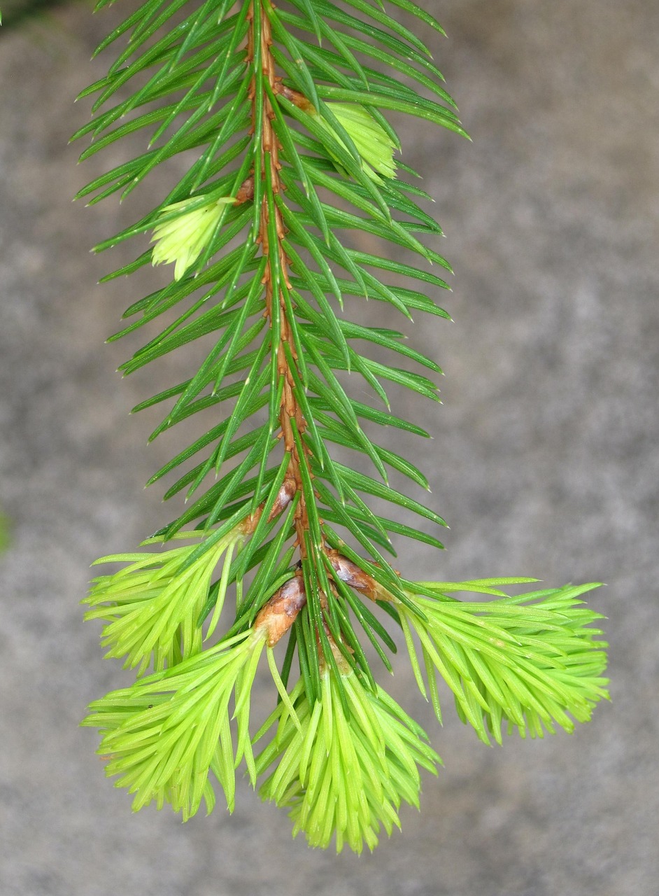 young fir drove spring fir grows free photo