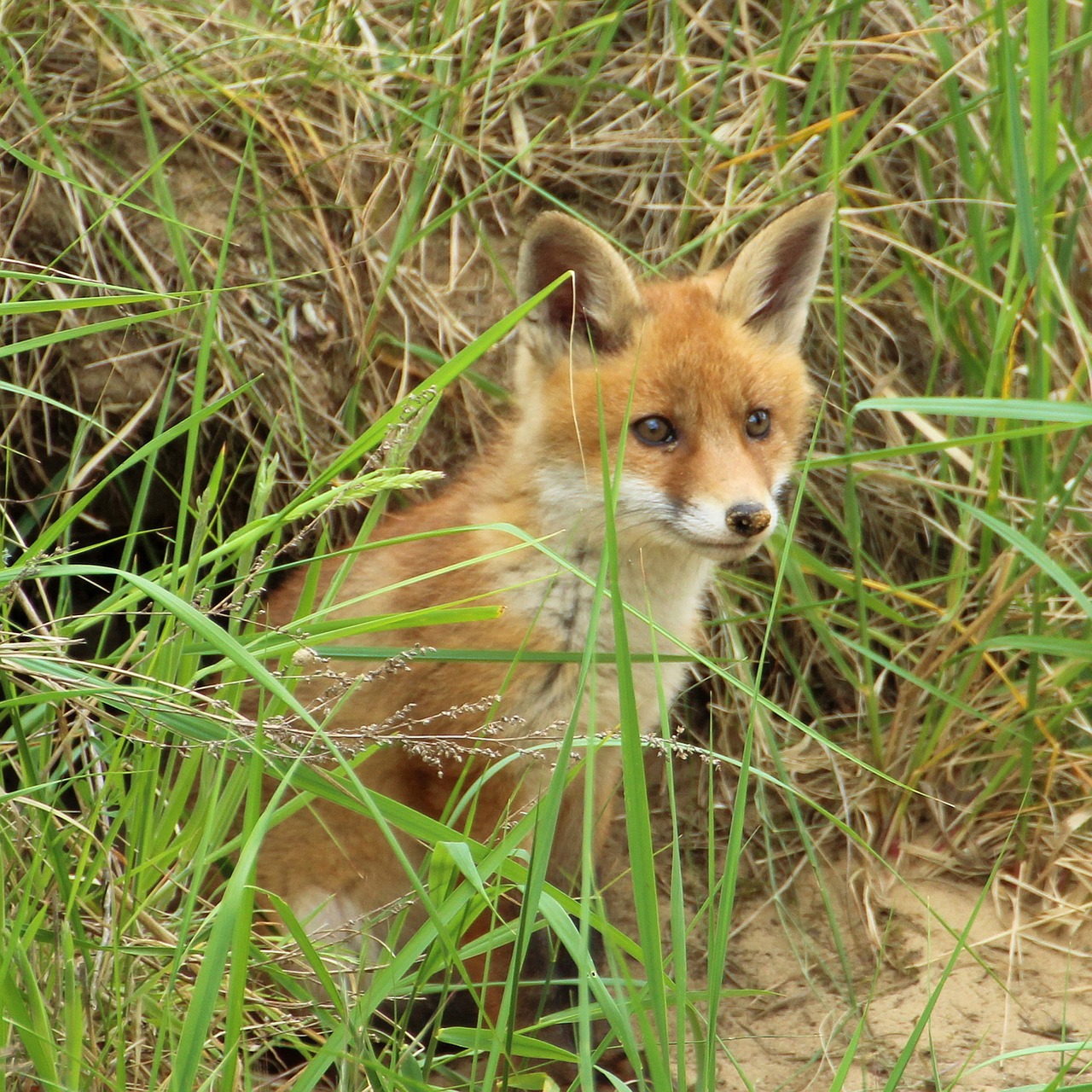 young fox fox puppy fuchsbau free photo