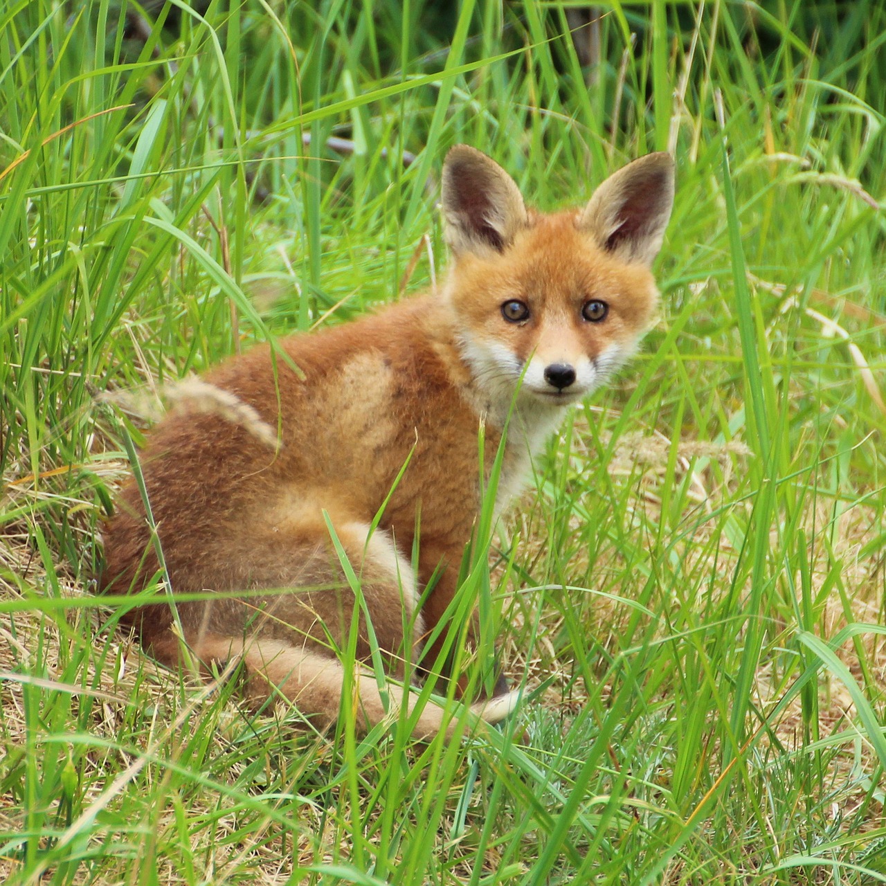 young fox fox puppy fuchsbau free photo