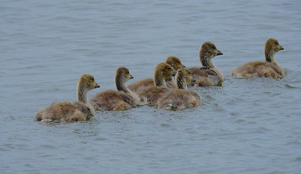 young geese  lake  wild birds free photo