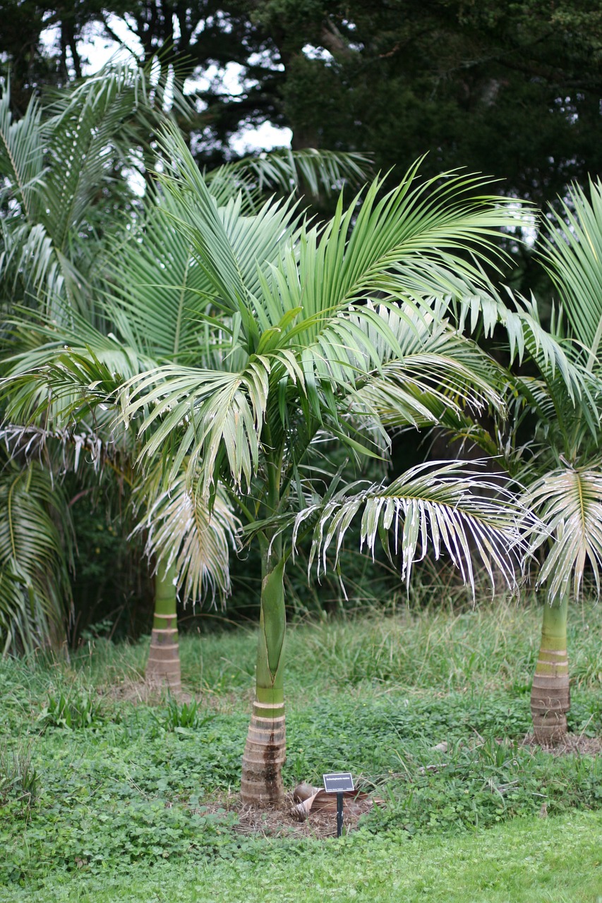 young giant palms archontophoenix maxima endemic in queensland free photo