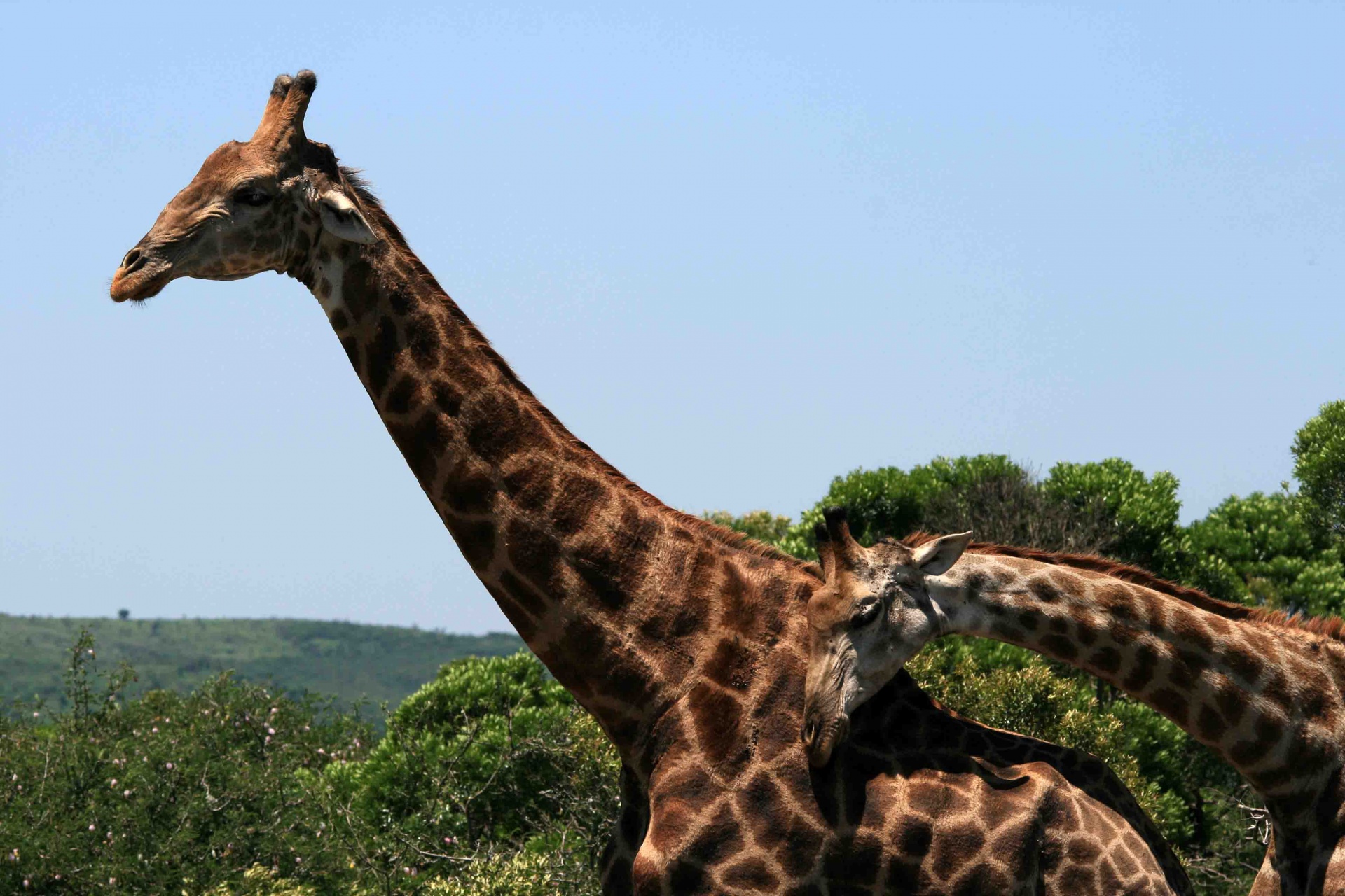 animals game giraffe free photo