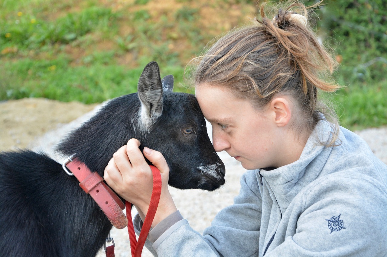 young girl young woman goat complicity free photo