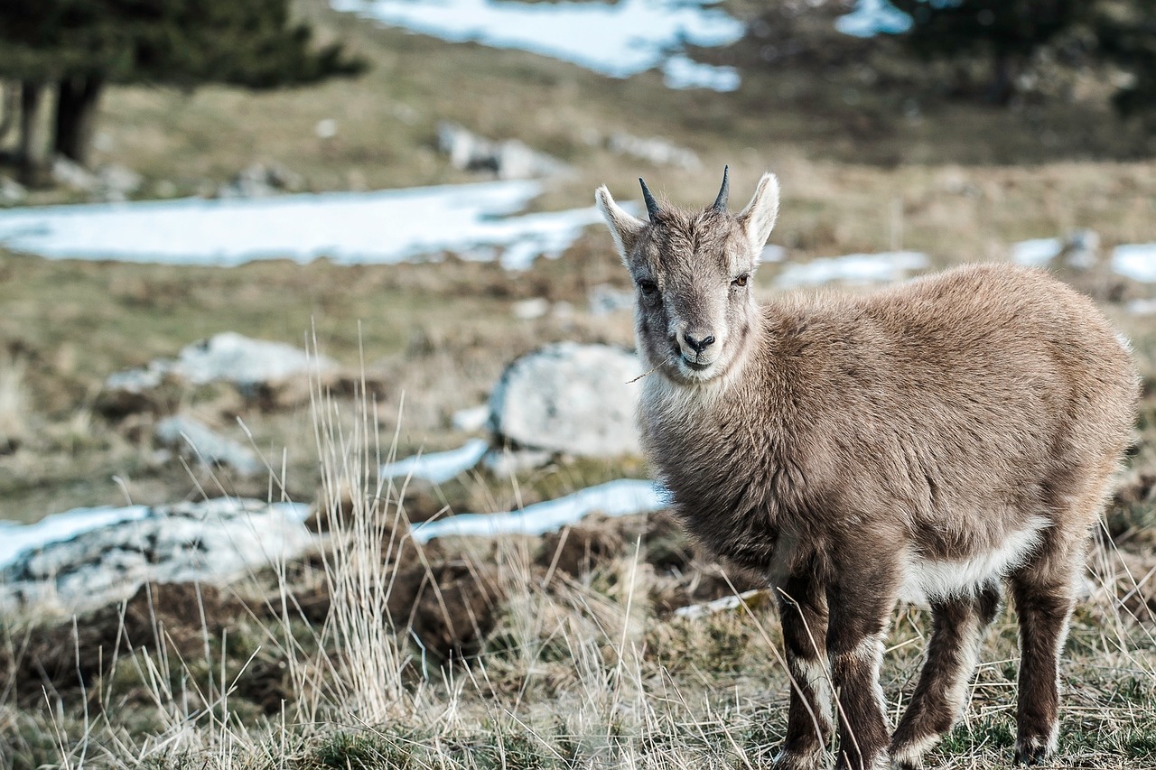 young goat goat young free photo