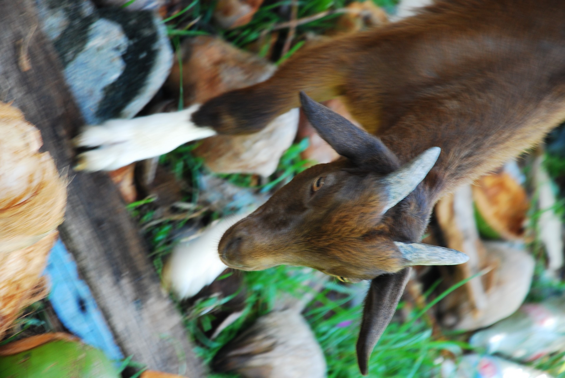 running goat grass free photo