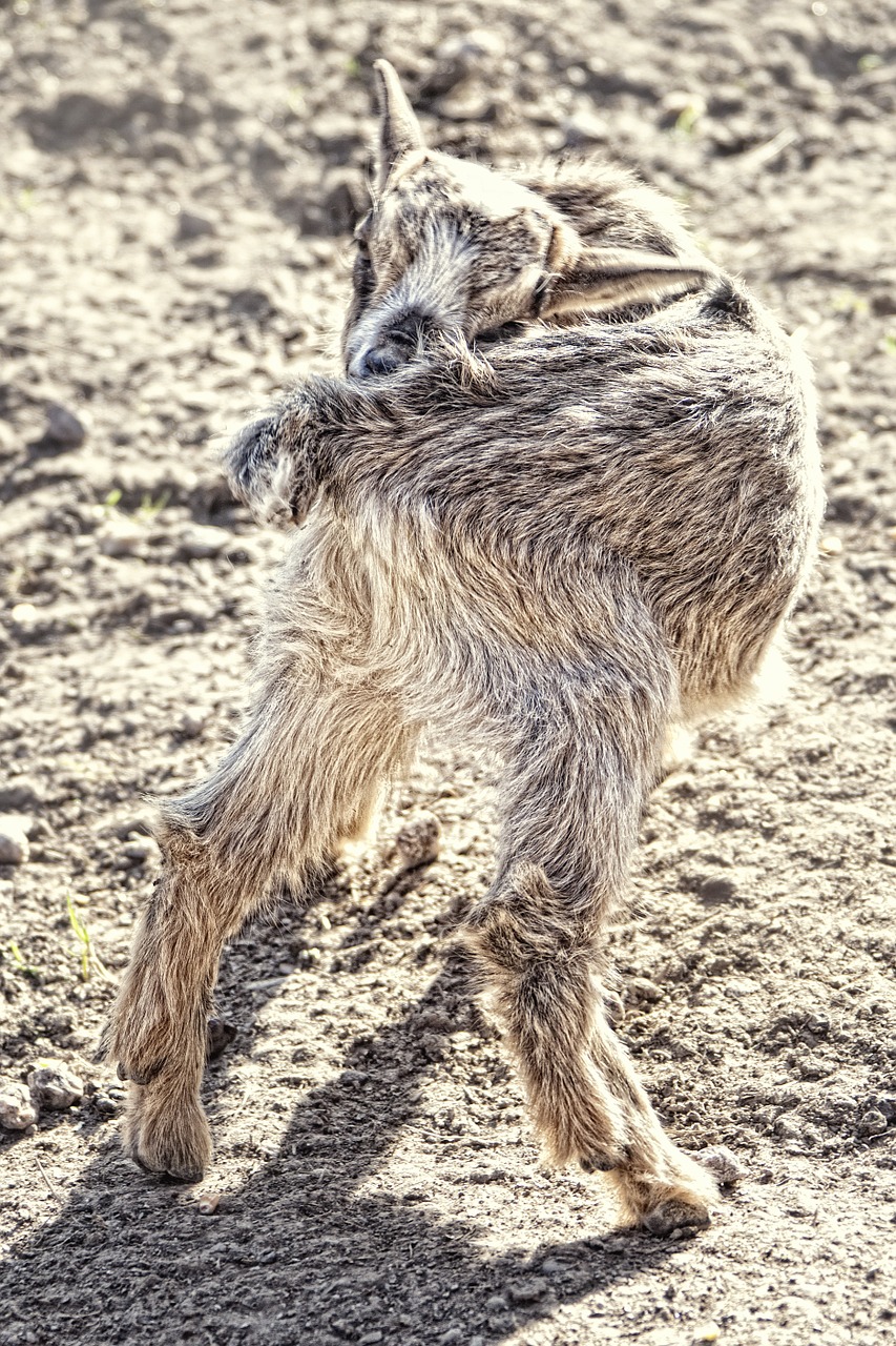 young goat small animal shaky free photo