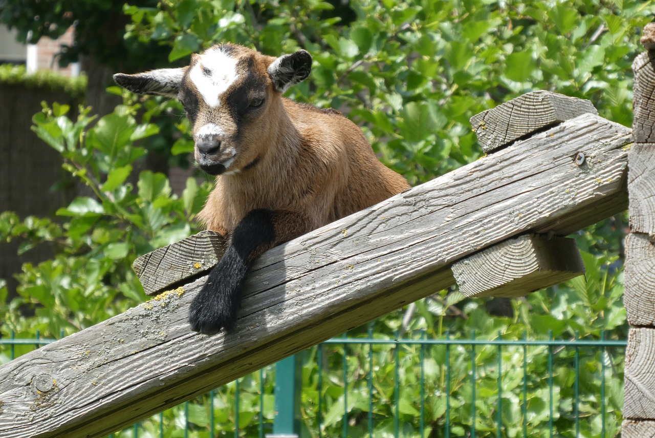 young goat  playful  goat free photo